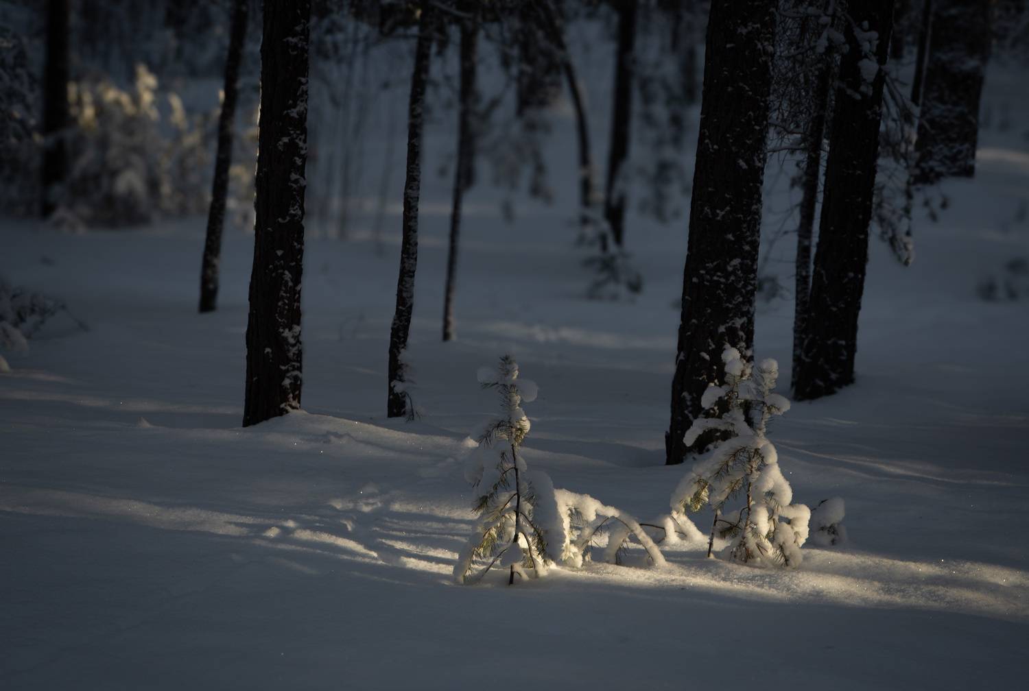 , Евгений Зинов