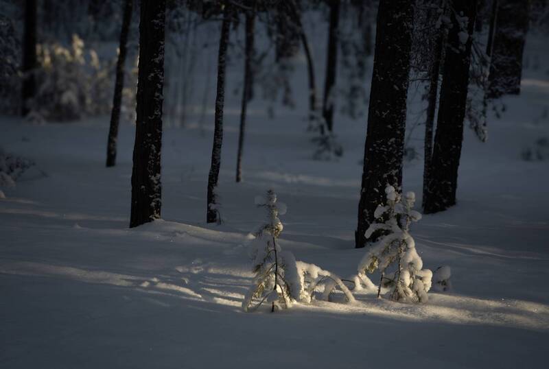 в зимнем лесу фото превью
