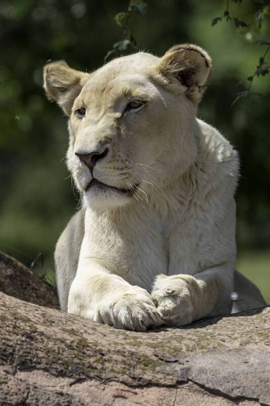 White lioness фото превью