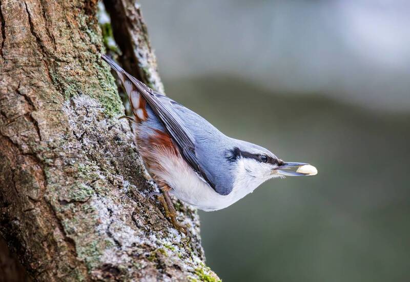 обыкновенный поползень,поползень,птицы ,птица Обыкновенный поползень(Sitta europaea). фото превью