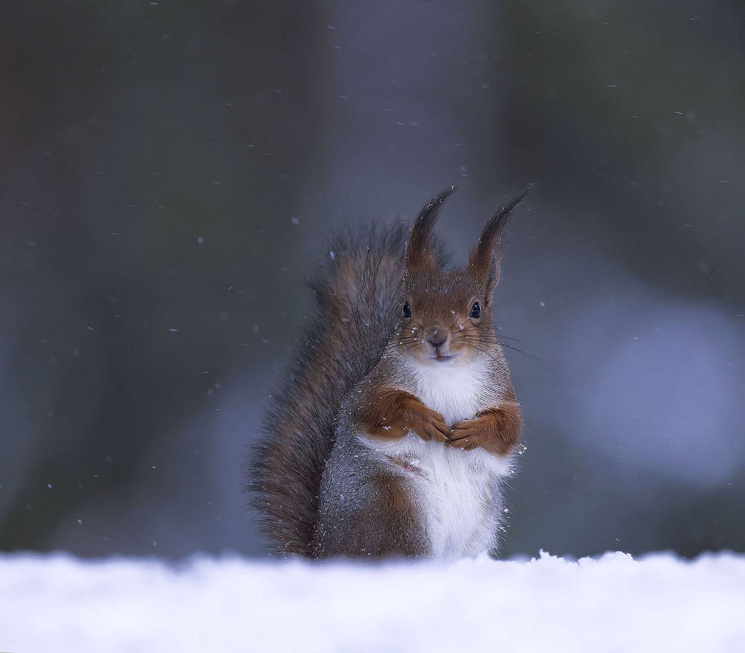 белка,лес,природа, squirrel, beautiful, forest, nature, Стукалова Юлия