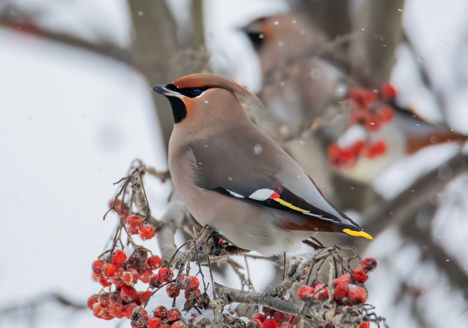 обыкновенный свиристель, птицы, свиристель, птица, Жгилёв Сергей