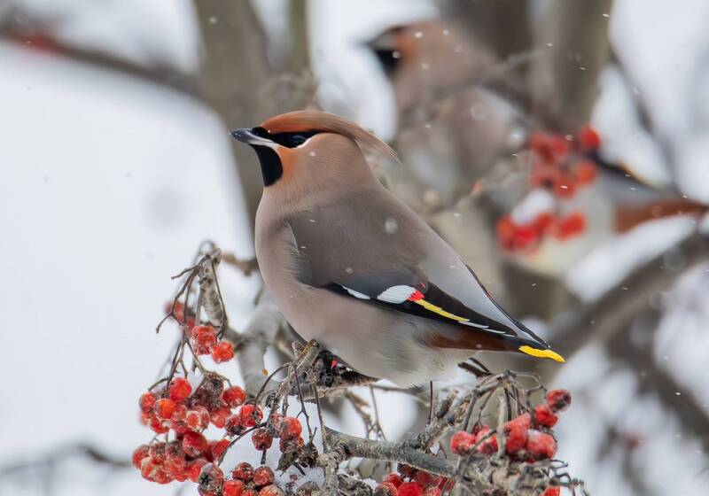 обыкновенный свиристель,птицы,свиристель,птица Свиристель(Bombycilla garrulus). фото превью