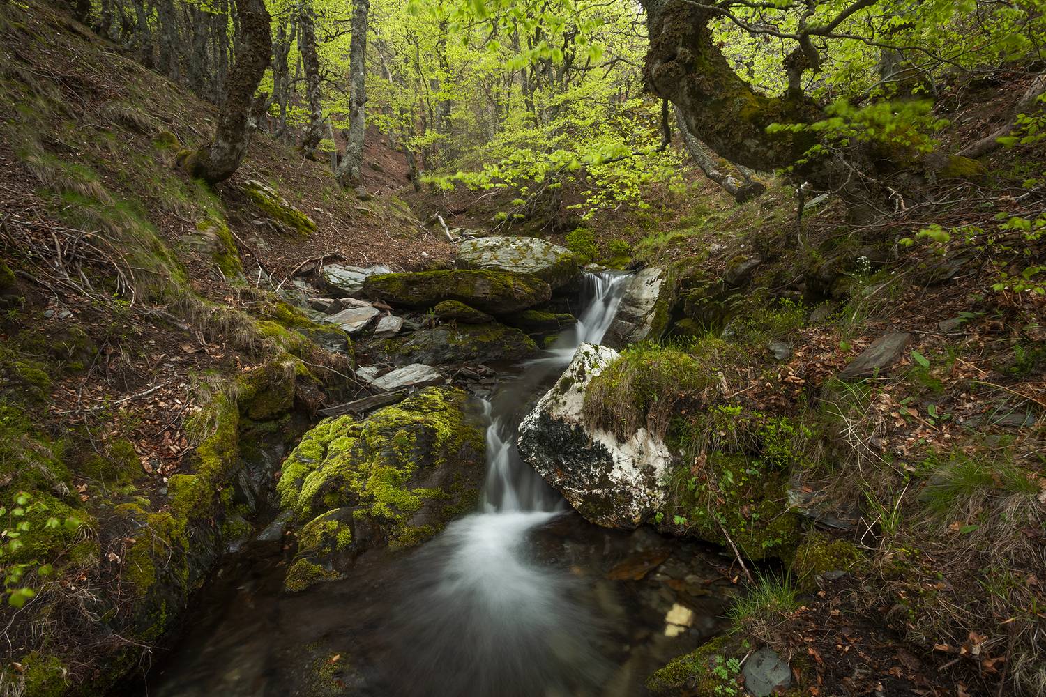 photo, photography, picture, land, landscape, nature, spring, river, color, mood , colorful, green, river, flow, flowing, forest, mountains, jimenez millan samuel