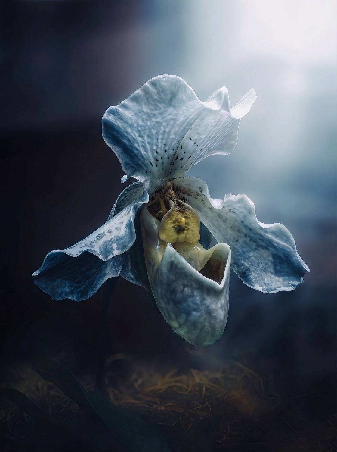 макро, macro, орхидея, Julia Kaissa