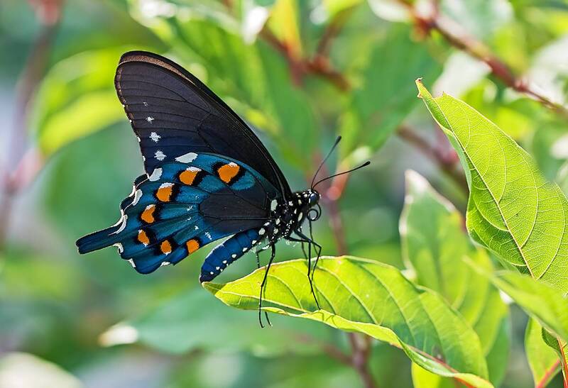Парусник фото превью