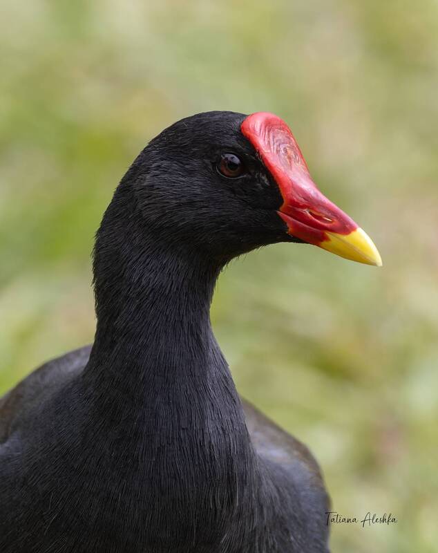 Камышница (Соmmon moorhen) фото превью