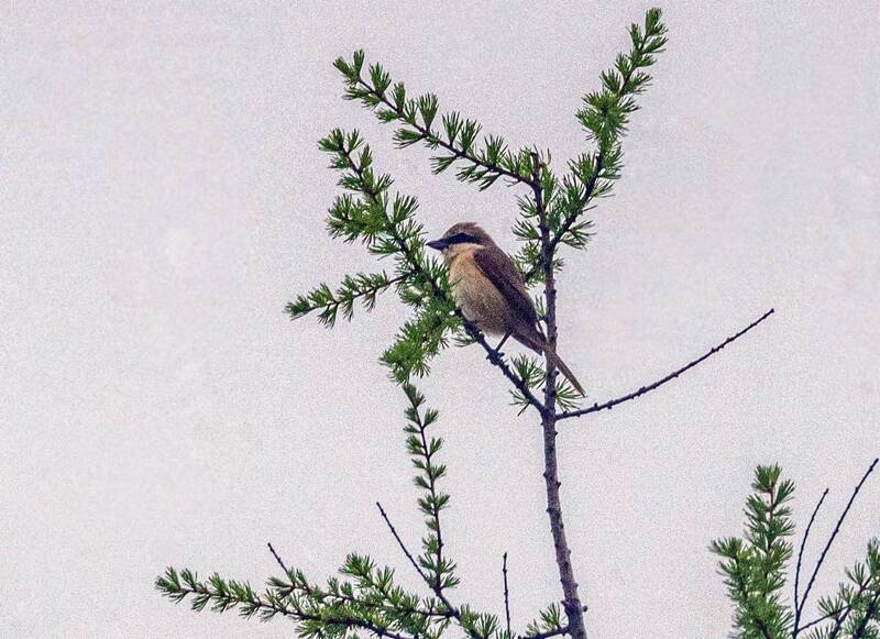 сибирский жулан, птицы, жулан, хабаровский край, высокогорный Сибирский жулан фото превью