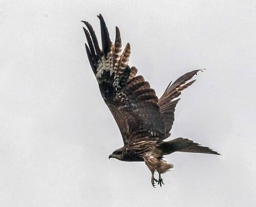 Черный коршун