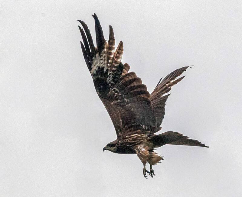 Черный коршун фото превью