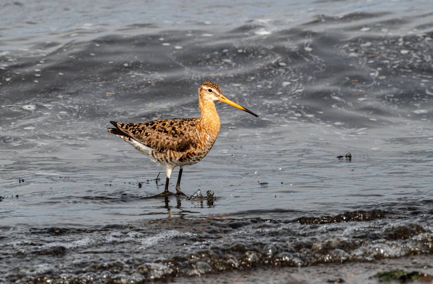 большой веретенник, кулик, птицы, хабаровский край, бухта сизиман, сизиман, Савчук Сергей