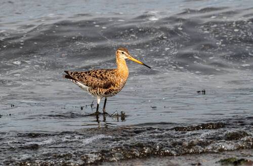Большой веретенник