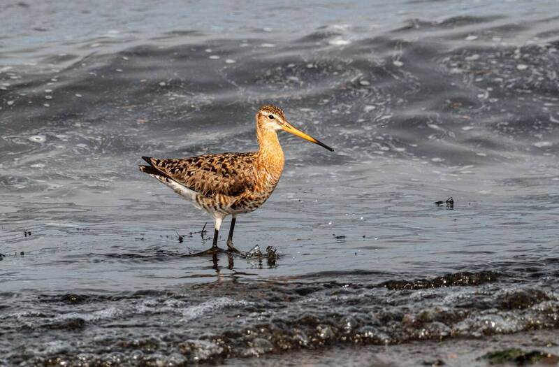 большой веретенник, кулик, птицы, хабаровский край, бухта сизиман, сизиман Большой веретенник фото превью