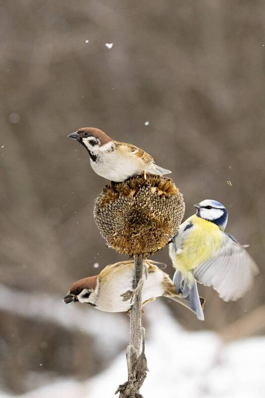 *** фото превью