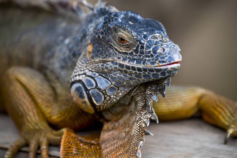 Бали фото превью