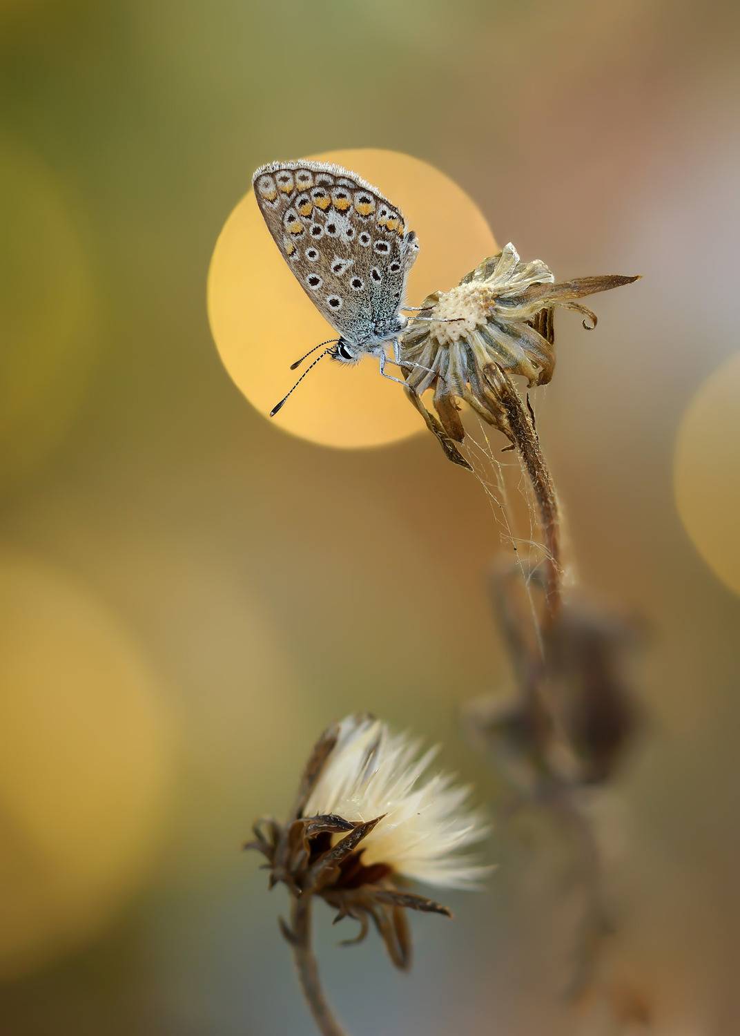 , Чепленко Алексей