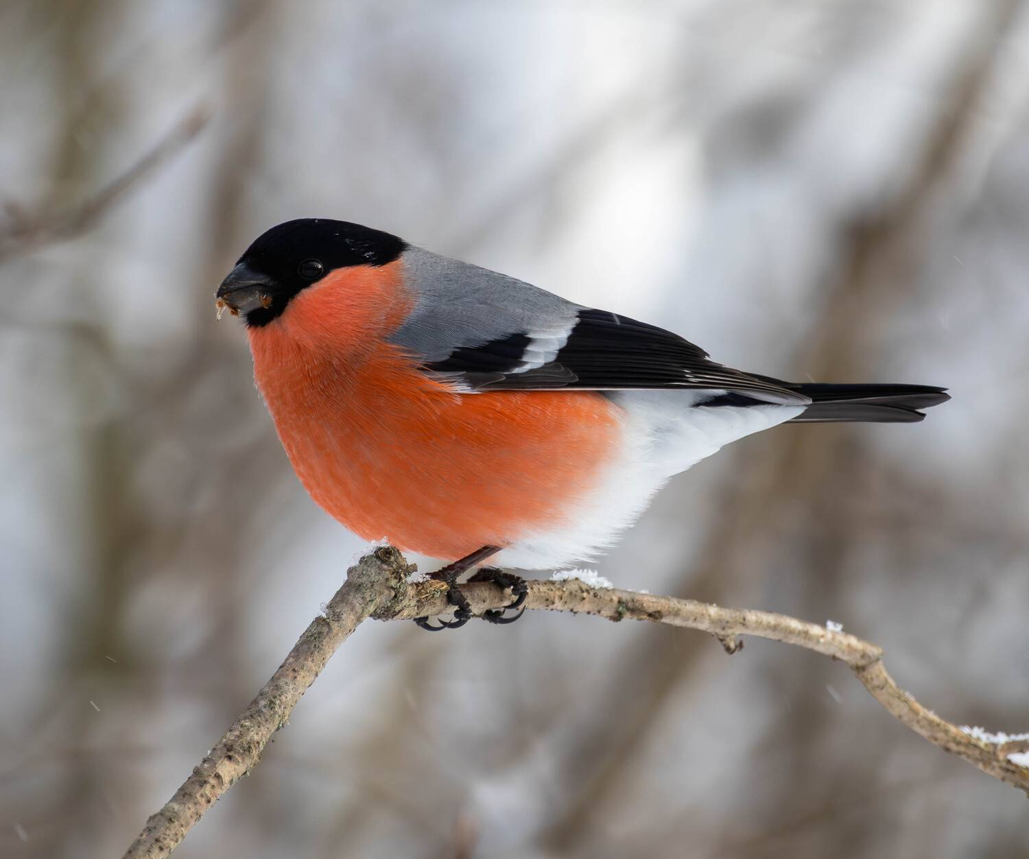 , Жуков Михаил