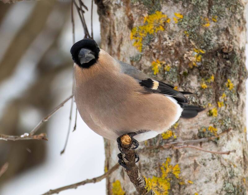 Снегирь фото превью