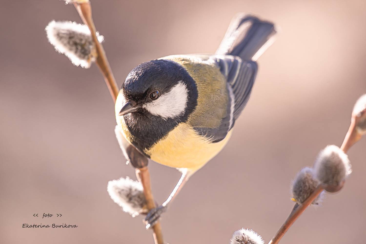 , Бурикова Екатерина