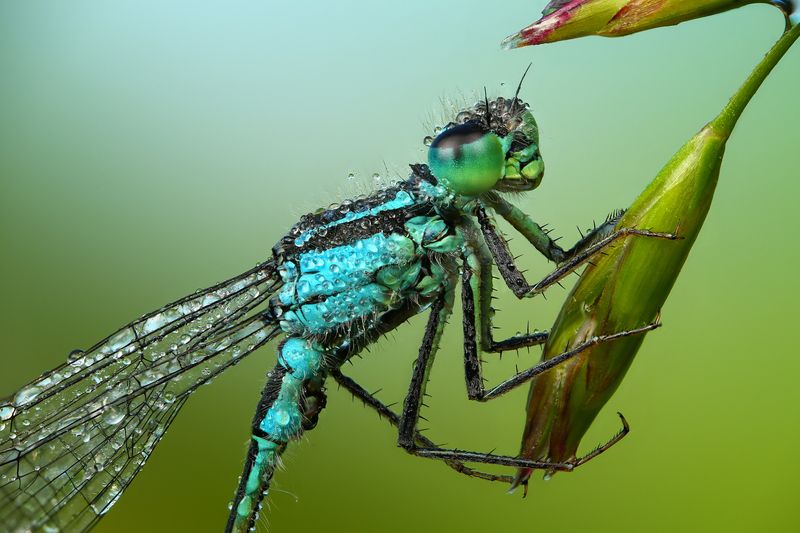 Красотка фото превью