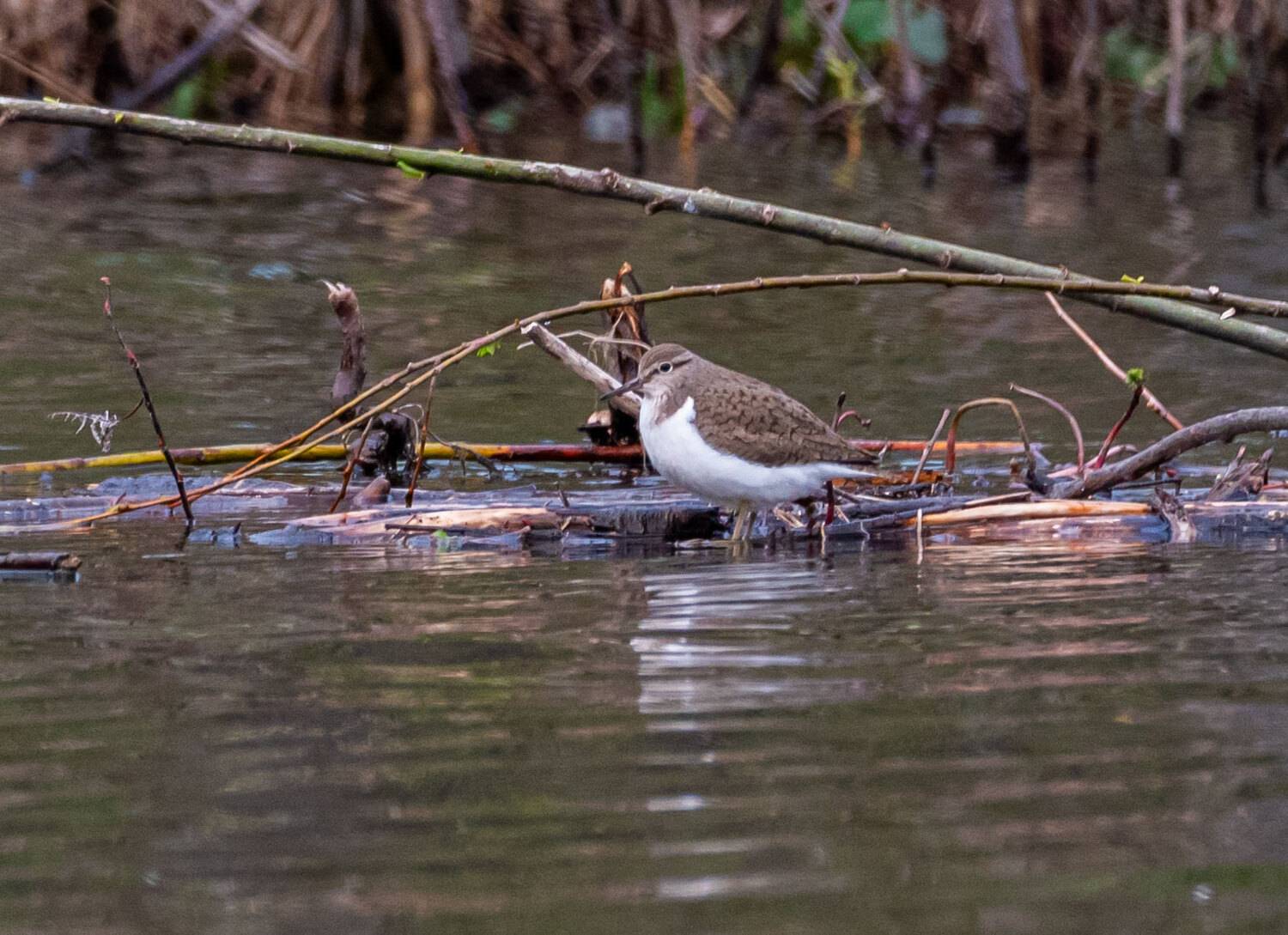 Кулик перевозчик, кулик, птицы, Хабаровский край, Высокогорный, Савчук Сергей