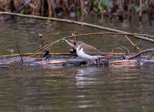 Кулик перевозчик