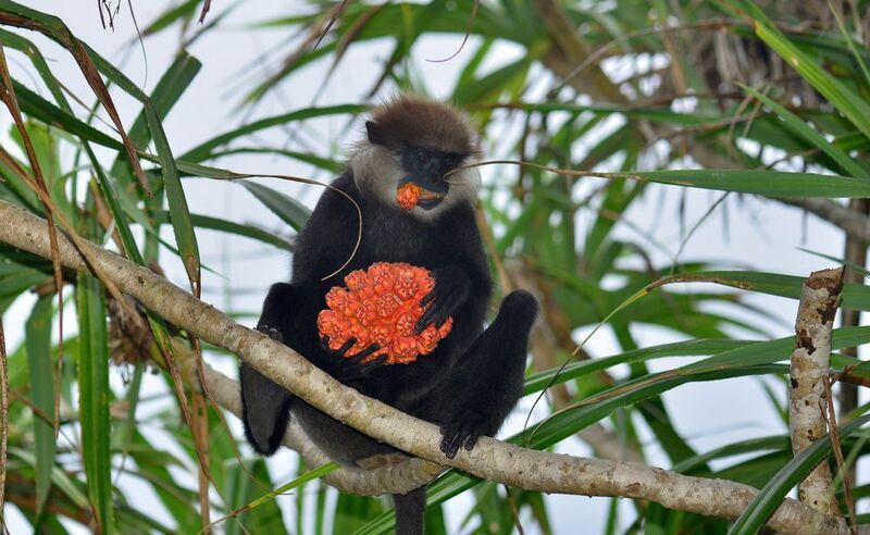 лангур пандан Лангур с панданом фото превью