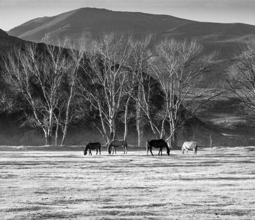 Ходят кони...