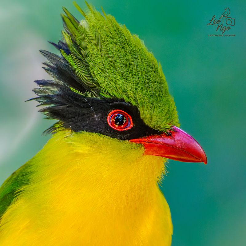 Yellow Breasted Magpie фото превью