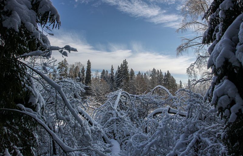 московская, обл., природный, резерват, \\ Вот и зима... фото превью
