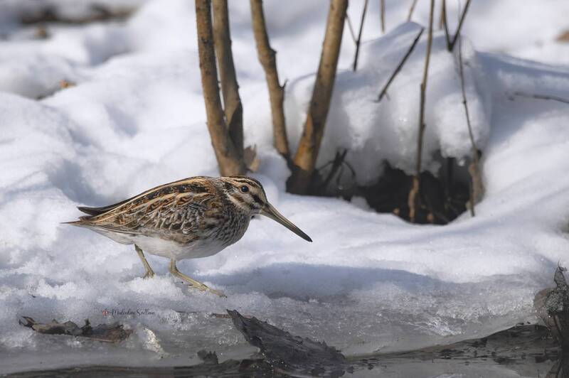 фотоохота, птица, гаршнеп, зима Неожиданная встреча. фото превью