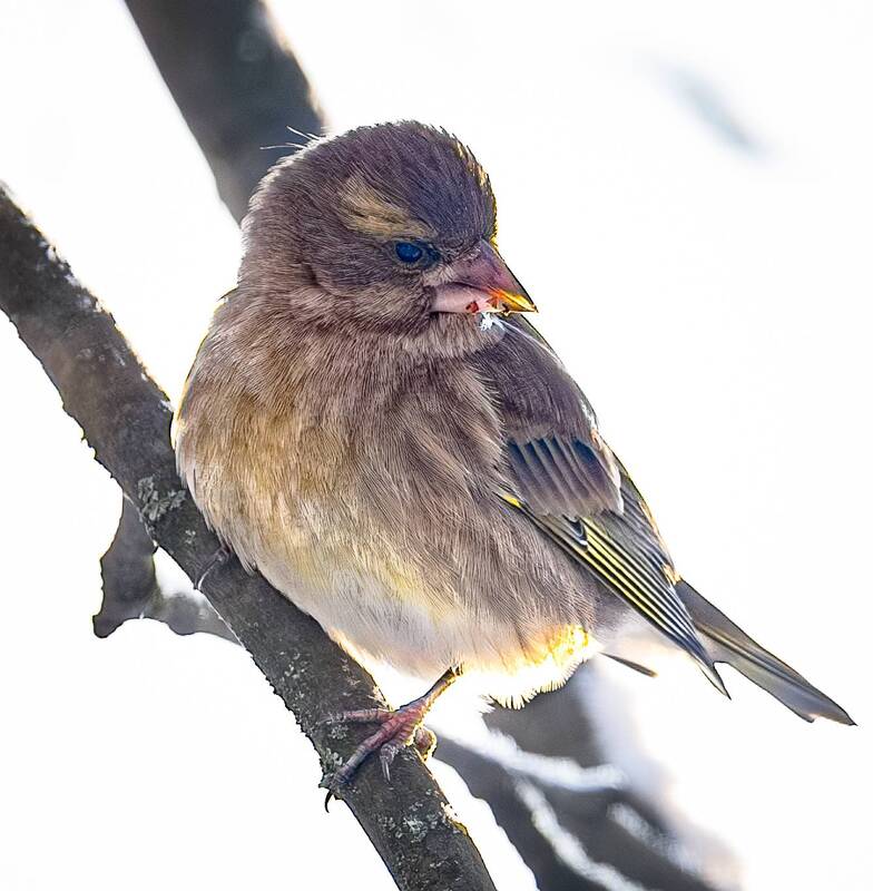 фото превью