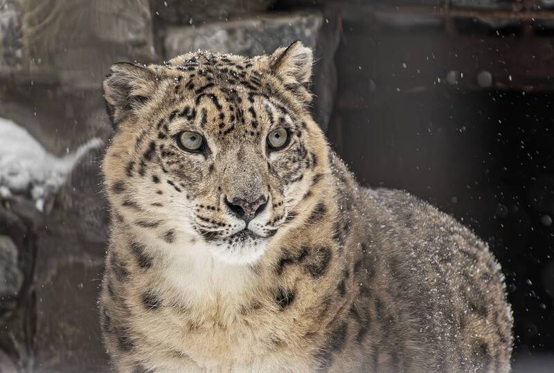Снежный барс (ирбис) фото превью