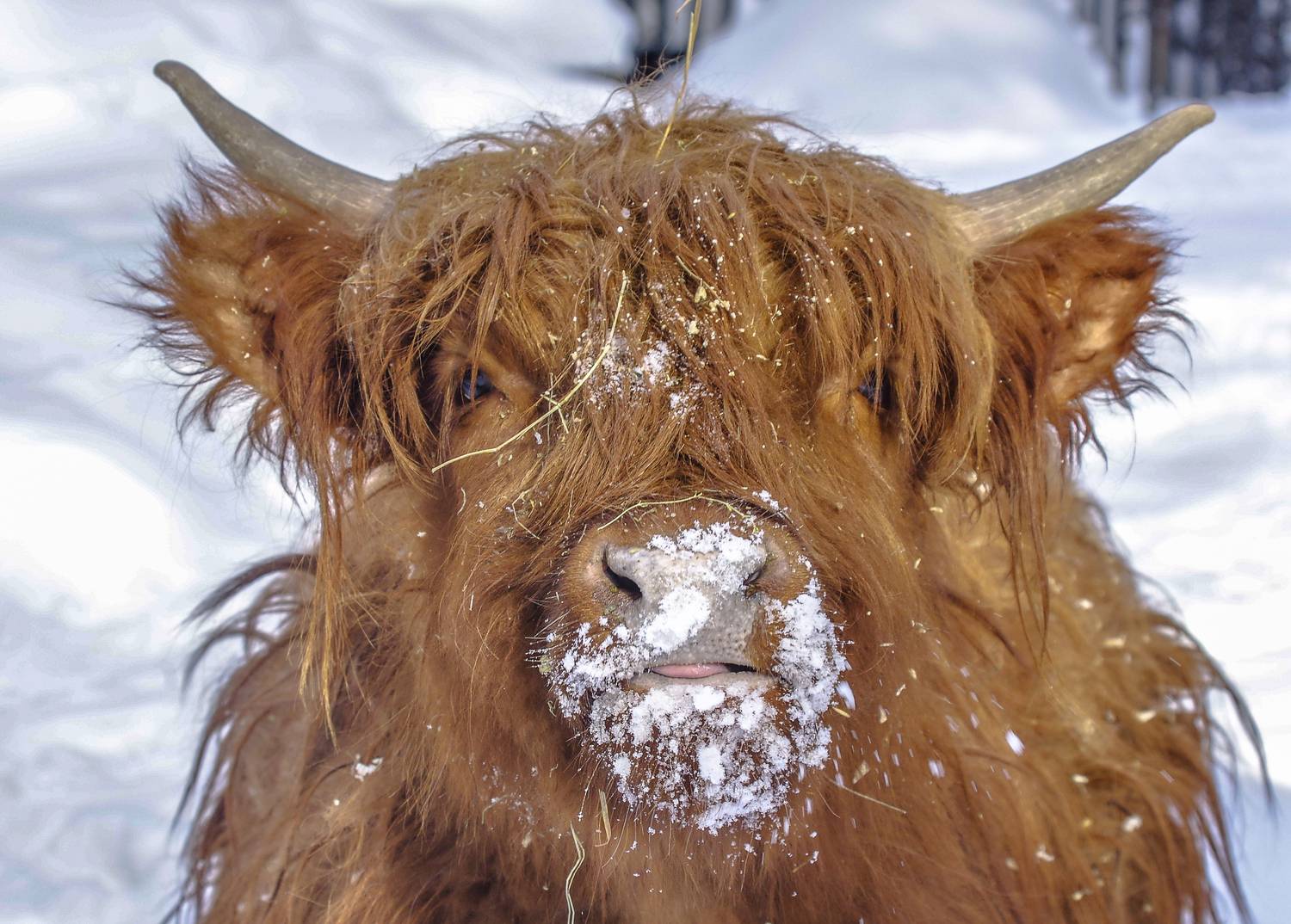 , Михаил Измайлов