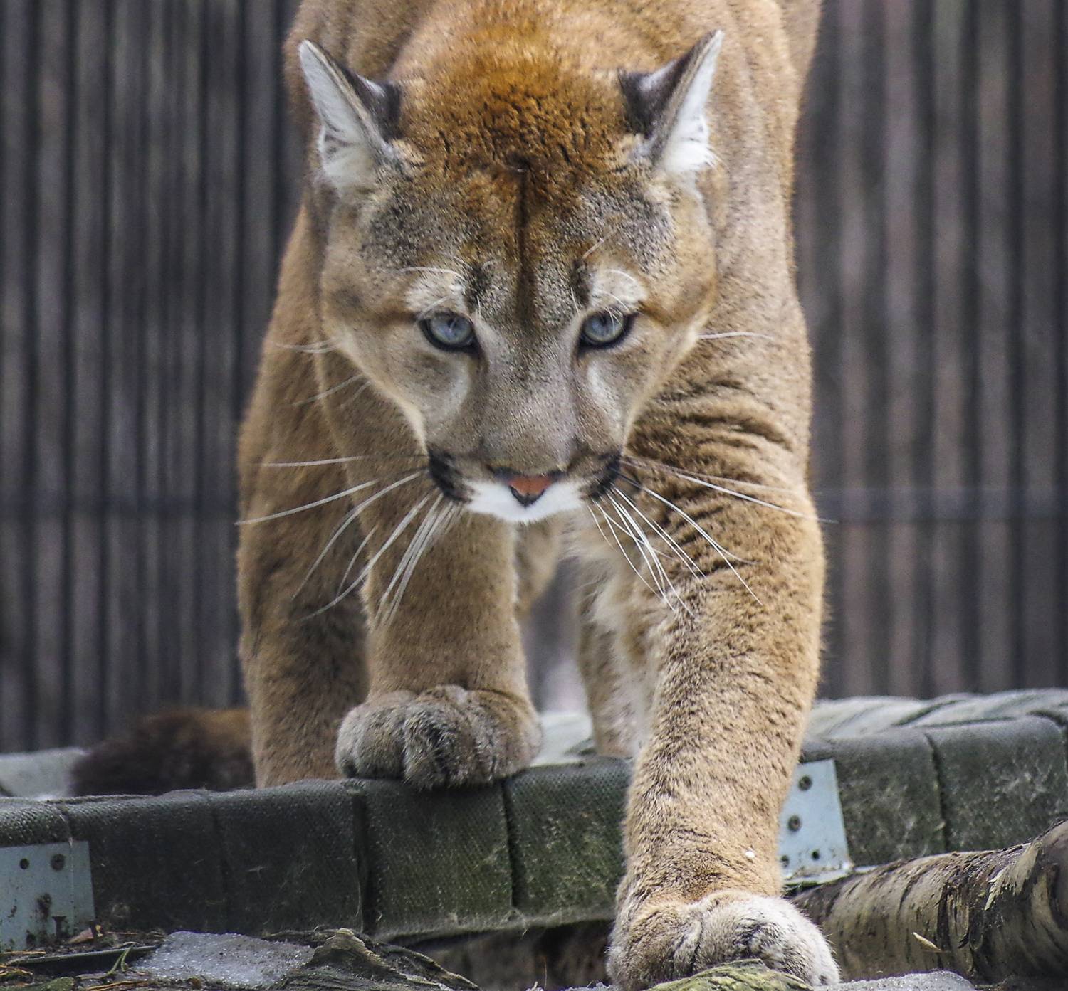 , Михаил Измайлов