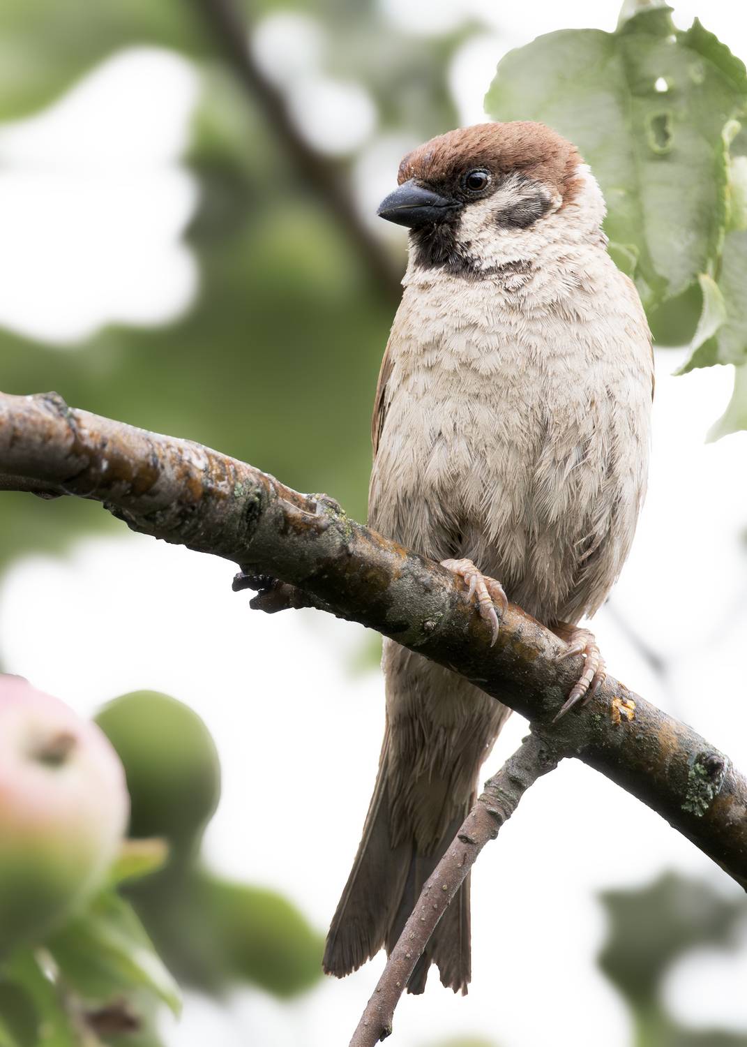 wildlife, birdwatching, nature, bird photography, птица, фотоохота, природа, воробей, Полина Шальнева