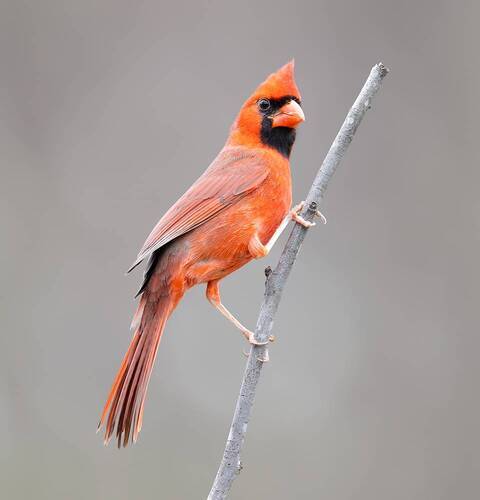 Northern Cardinal, male - Красный кардинал, самец