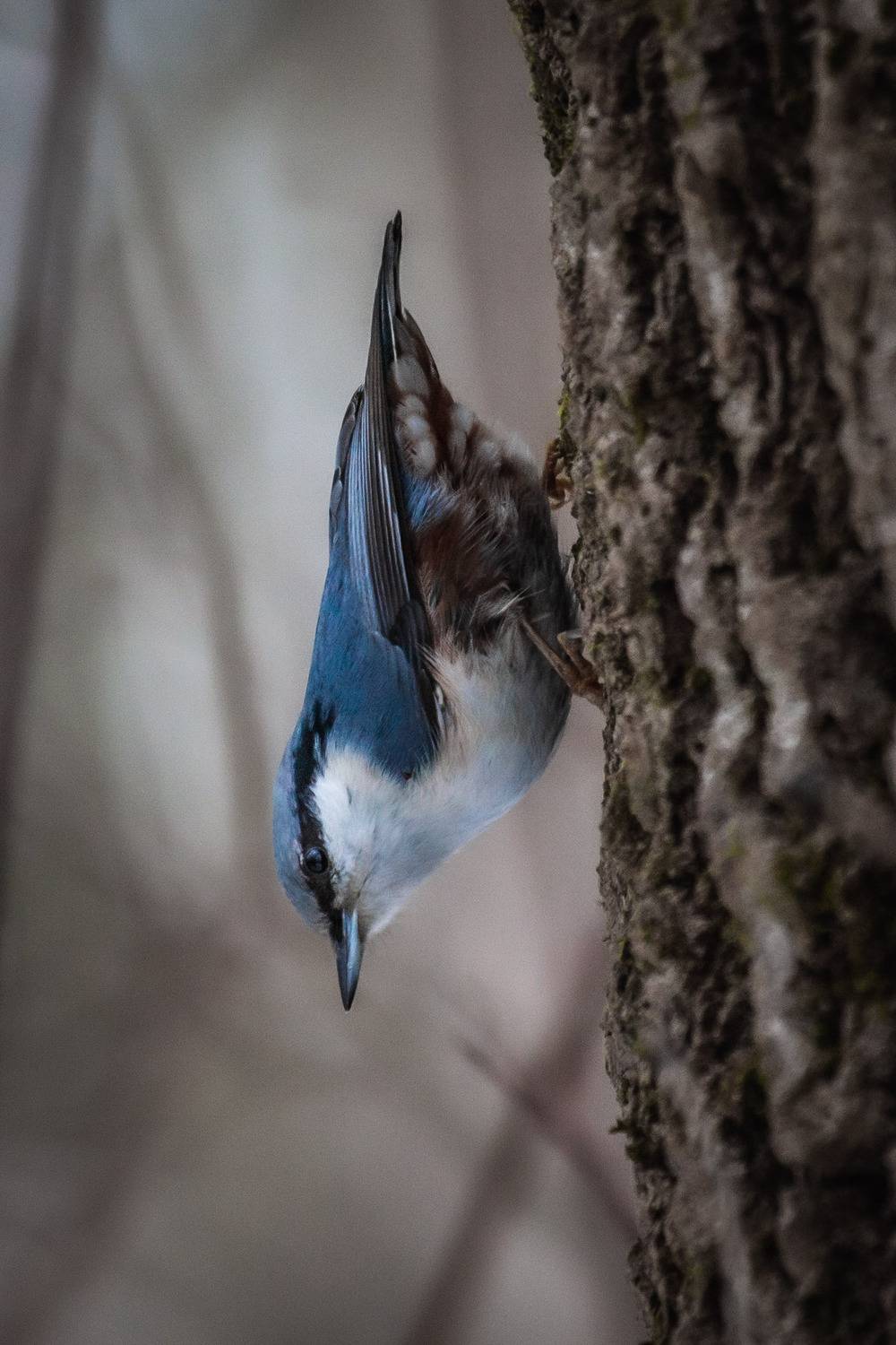 природа России, птицы России, бердвотчинг, Кормашова Татьяна