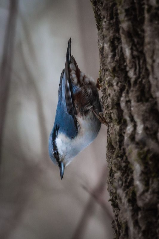 природа России, птицы России, бердвотчинг Поползень фото превью