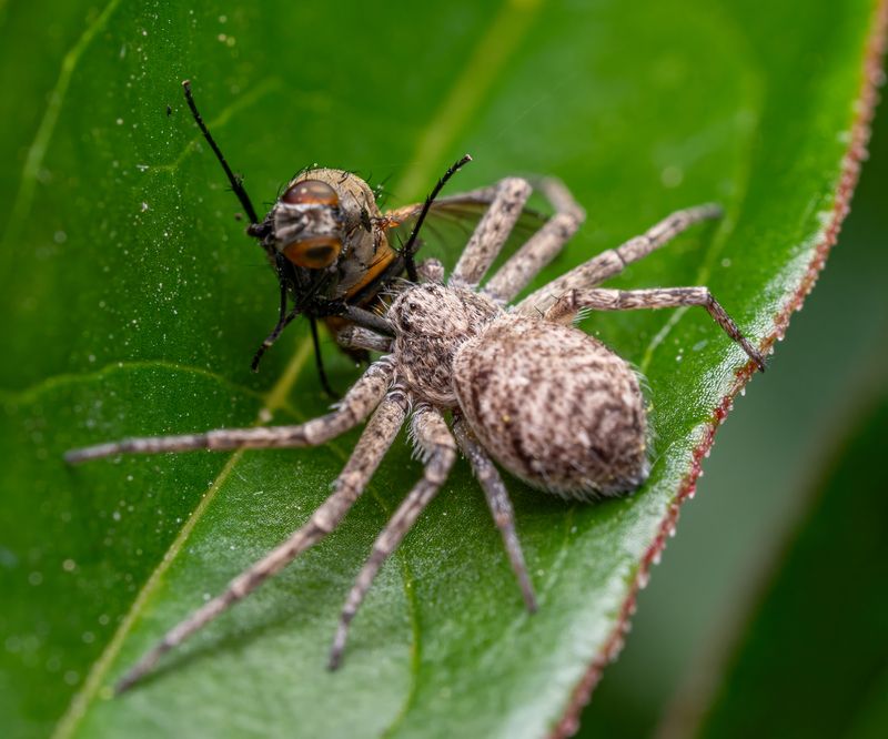 Паучок обедает фото превью