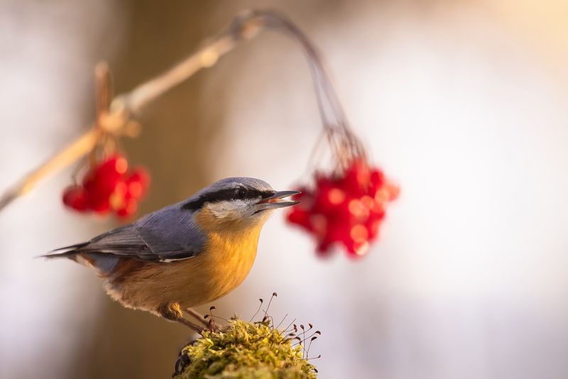 Nuthatch фото превью