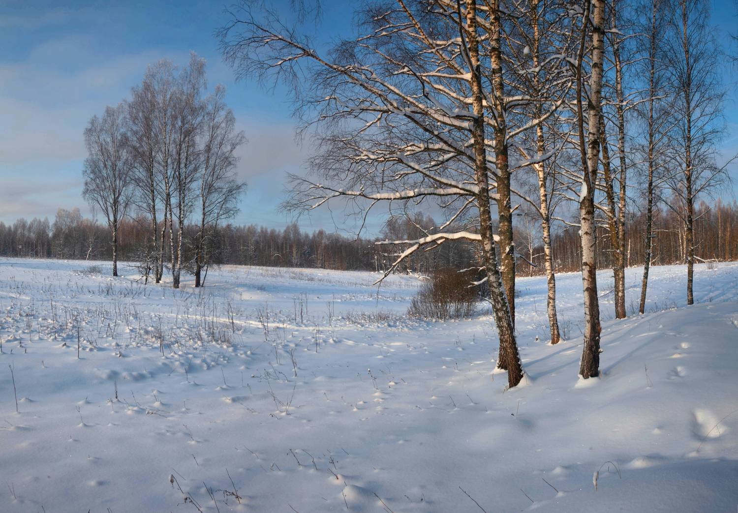 зима, поле , лес, Свистков Александр