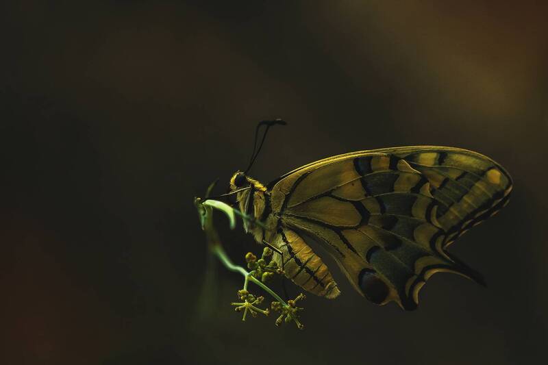 Papilio machaon фото превью