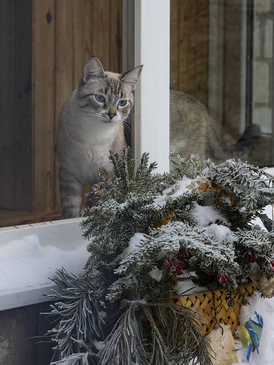 домашние животные, кошки, котик, Охос Азулес, птичья кормушка, синичка, лазоревка, Приходько Ирина
