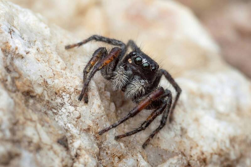 Скакун-боярышниковый(Philaeus chrysops) фото превью