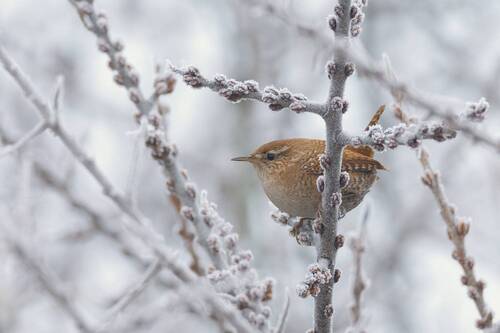 Крапивник (Troglodytes troglodytes)