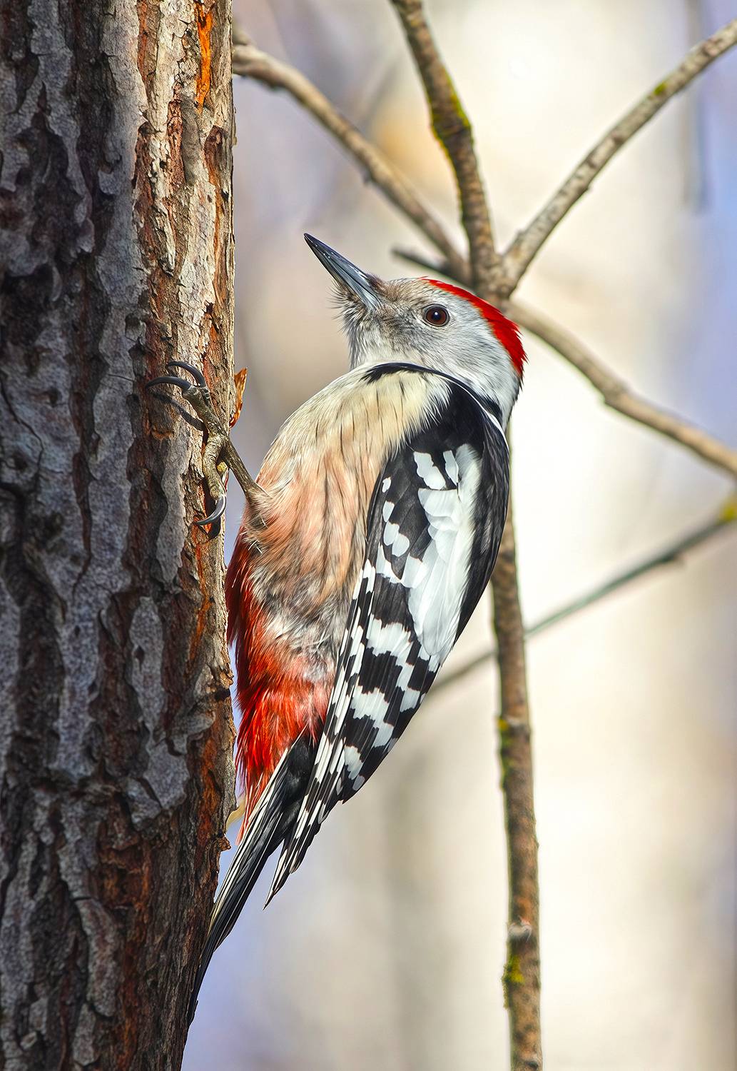 дятел, средний пёстрый дятел, средний дятел, вертлявый дятел, dendrocoptes medius, КарОл