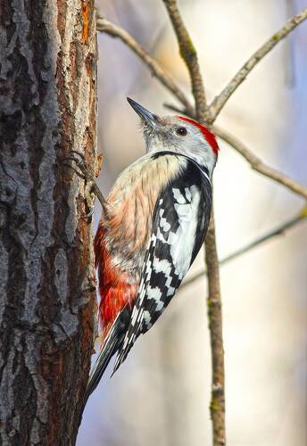 Средний пёстрый дятел