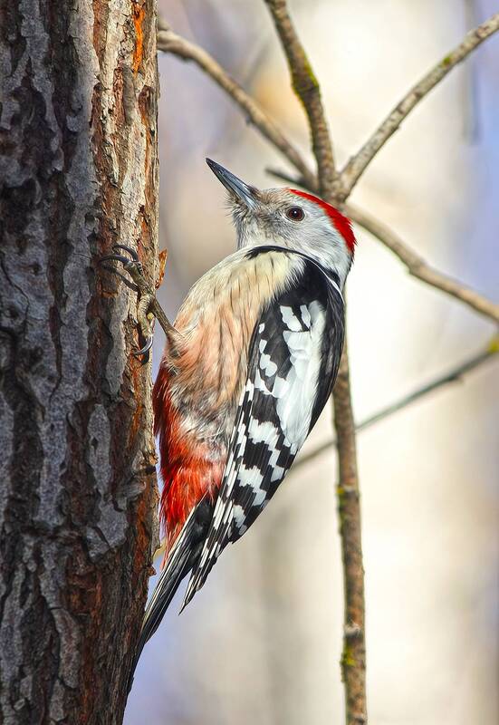 дятел, средний пёстрый дятел, средний дятел, вертлявый дятел, dendrocoptes medius Средний пёстрый дятел фото превью