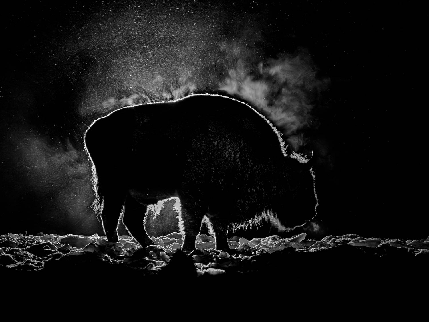 зубры калужские_засеки заповедник калужская_область, Дмитрий Шишкин